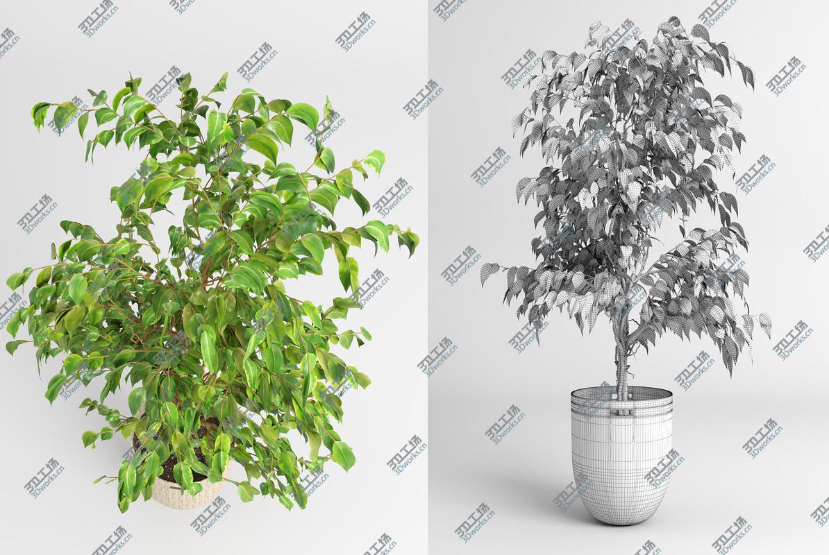 images/goods_img/202105074/Benjamin Fig Trees (-GrowFX) 3D model/5.jpg